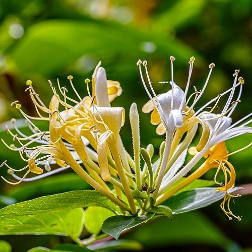 Wild Honeysuckle Scented Jar Candle 14 oz 50 Hour Burn Time